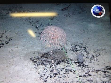  Equipa que participou na primeira etapa da campanha do Gorringe a bordo do N/ Arquipélago no porto de Portimão.