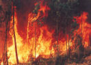 img_news_incendios.jpg