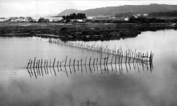 "Estacada" para captura de lampreia no Rio Cávado