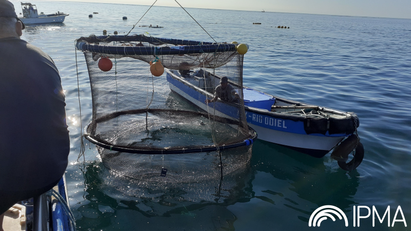 Sobrevivência da Sardinha após o Slipping na Pesca do Cerco