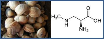 Neurotoxina BMAA 