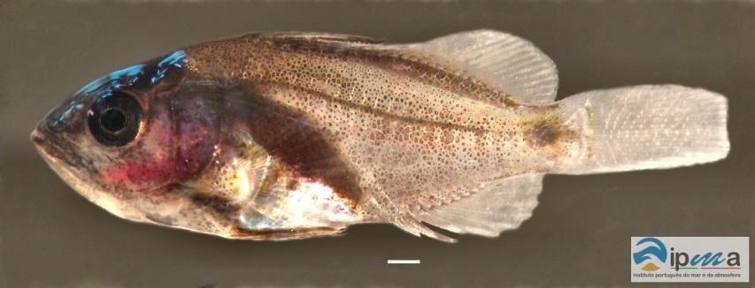 Mero (Epinephelus marginatus)
