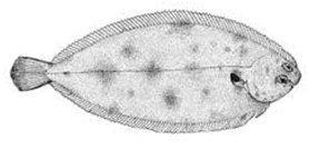 linguado (Epinephelus marginatus)