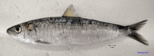 sardina-pilchardus-foto