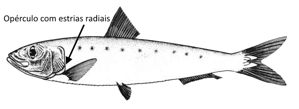 sardina-pilchardus