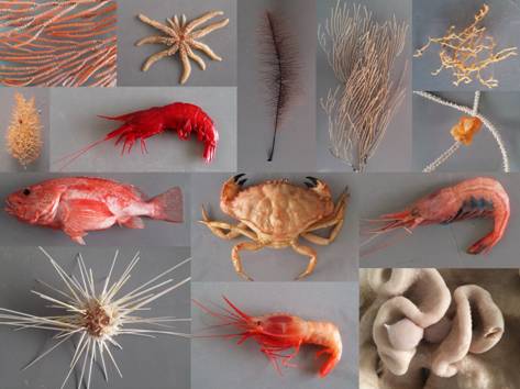 Exemplos da biodiversidade encontrada entre os 300 e os 2000 metros de profundidade nos montes submarinos visitados!
