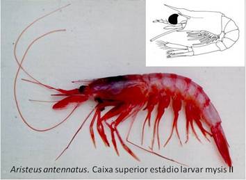 Estádio larvar do camarão vermelho, Aristeus antennatus