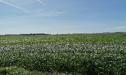 Winter bolletin image