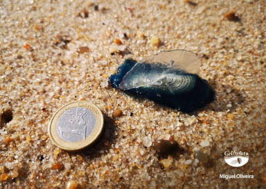 Velella velella