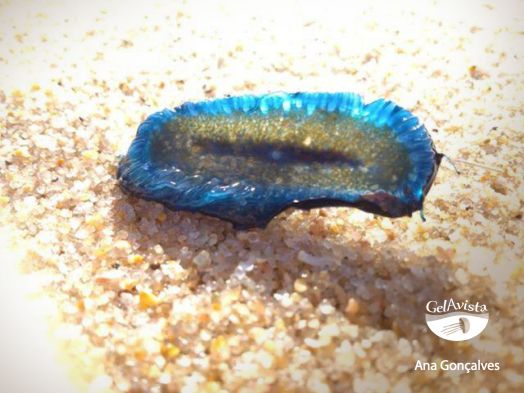 Velella velella