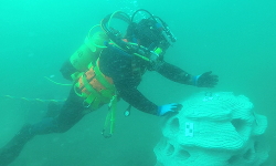 Projet 3DPARE Artificial Reef