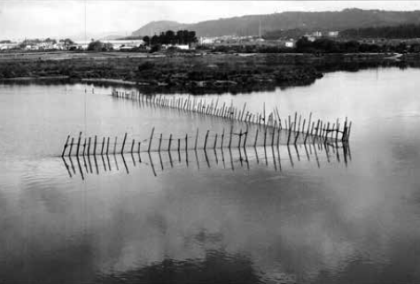 "Estacada" image to capture lamprey in the Cávado River