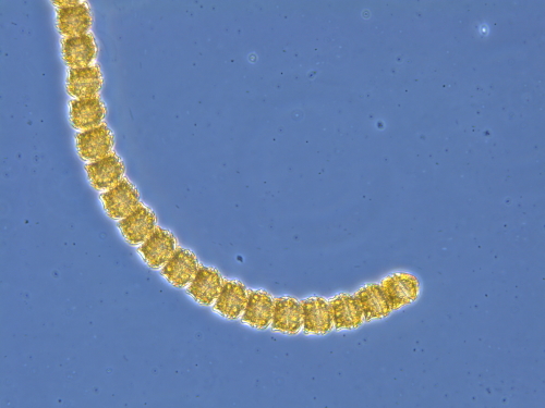 Microalgas Nocivas e Biotoxinas Marinhas