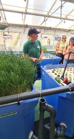 Ensaios de cultivo de salicórnia, com efluentes de cultivo de peixes marinhos (Centro do “El Toruño” IFAPA).